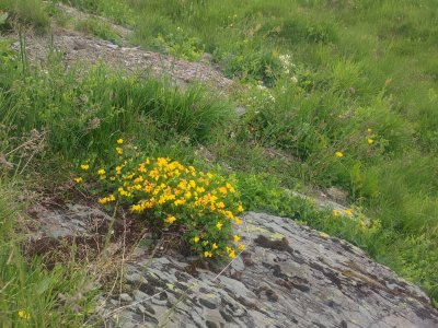 Blumen am Wegesrand