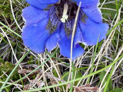 So blau, blau, blau ....