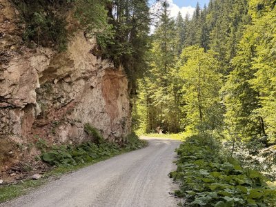 Endlose Forststrasse